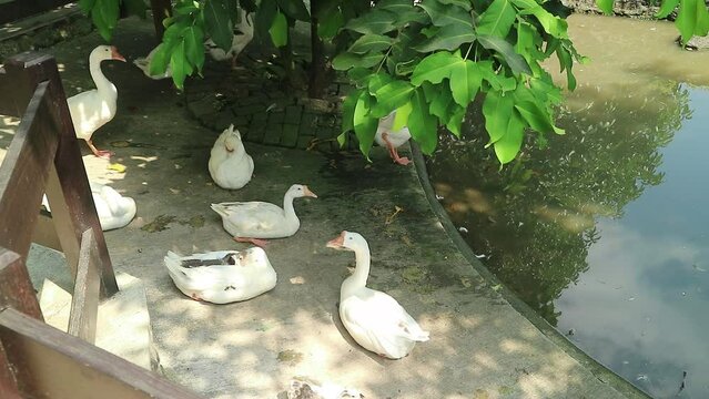 A group of ducks in the pond. medium shot, domestic animals