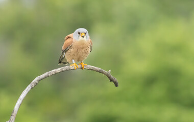 Male lesser kestrel brring different food (insects, mice, voles) for baby in nest