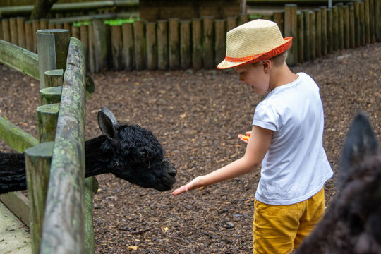 Boy is giving vegetables to brown alpaca in the farm