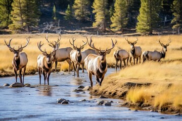 Herd of elk in the Rocky Mountains. Generative AI - obrazy, fototapety, plakaty