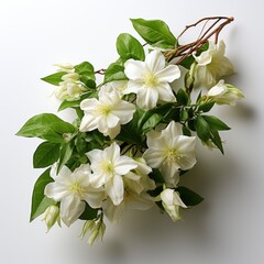 Trachelospermum Jasmin Ides Creeper Plant , Hd , On White Background 
