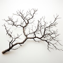 Tree Branch Without Leaves , Hd , On White Background 