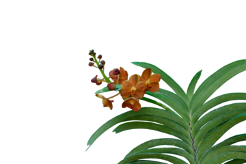 Close-up of beautiful orange orchid isolated on transparent background png file.