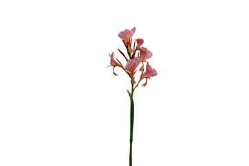 Close-up of isolated pink canna flower on transparent background png file.