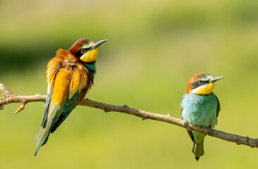 Common Bee-eater is one of the most beautiful bird in Europe