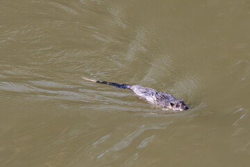 Australian Water Rat swimming across river