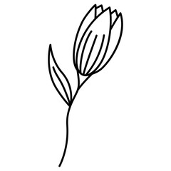 tulip flower