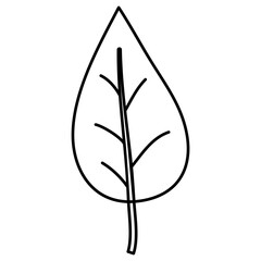 illustration of leaf
