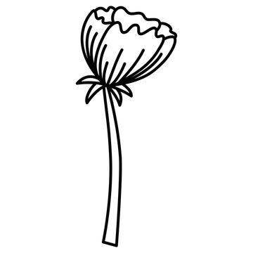 illustration of a flower blossom 