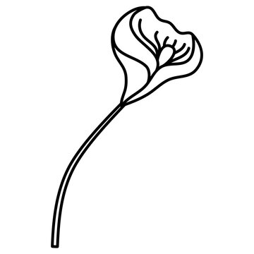 illustration of a tulip