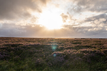 sunset over the heather moors of the North Pennines Area of Outstanding Natural Beauty (ANOB), near...
