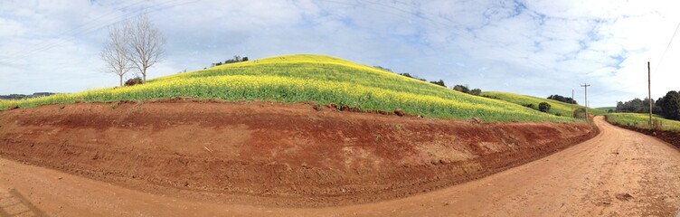 paisagem com plantação de canola