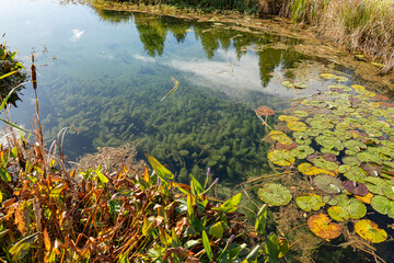 Tharandt - Forstbotanischer Garten - Indian Summer