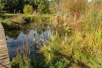 Tharandt - Forstbotanischer Garten - Indian Summer