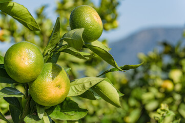 Mandarynki w sadzie. Zbiory mandarynek. Plantacja mandarynek w Chorwacji. Zielone mandarynki. Świąteczne owoce. Owoce mandarynki na drzewach. Sad w Chorwacji. Chorwackie sady z mandarynkami - obrazy, fototapety, plakaty