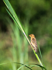 a weaver on a branch