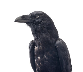 Black raven