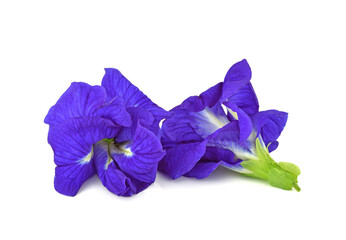 Butterfly pea flower on white background