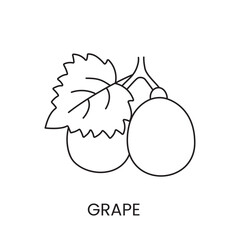 Grapes line icon in vector, berry illustration