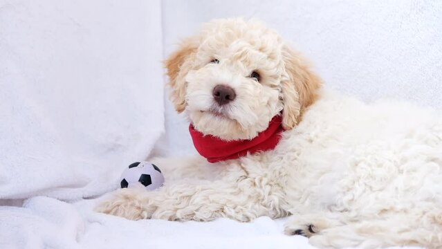 A cute and funny lagotto romagnolo puppy dog playing with a ball. Slow motion