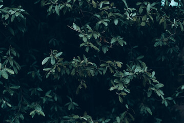 Fototapeta na wymiar Deep green leaves with dark forest background 