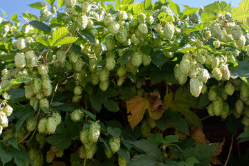 Hop flowers on branch against blue sky	