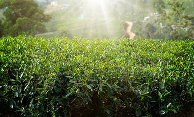 green tea plantation landscape, close up, sun - obrazy, fototapety, plakaty