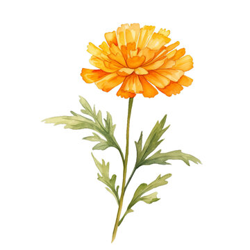 Marigold flower watercolor clipart on transparent background. Generative AI illustration