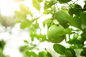 Close up green pamelo fruit hanging on a branch at pomelo tree