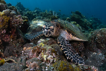 Naklejka na ściany i meble Hawksbill sea turtle. Underwater world of Bali, Indonesia.
