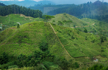 Green tee terrasses in the highland from Sri Lanka in fog near Nuwara Eliya