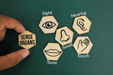 hexagons with five Sense organs icons namely sight, hearing, smell, teste and touch. basic 5 human...