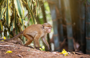 little monkey walk sideways in Sri Lanka park