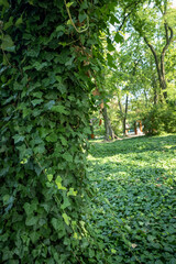 Tree truck overgrown by fresh, green ivy. Ivy growning on the ground between trees. Beautiful, mysterious park on a sunny, summer day.