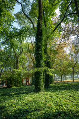 Natural park. Tree trunks overgrown by green ivy. Ivy covering whole ground between trees. Recreation infrastructure of the park in the background. Beautiful, forest scenery.