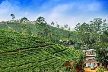 Obraz premium Landscape with green fields of tea in Sri Lanka