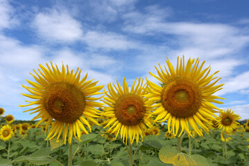 Sunflowers are blooming and light from the sun on a clear day.