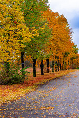 Very beautiful golden autumn in Kharkov park