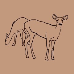 Fototapeta na wymiar silhouette of a deer