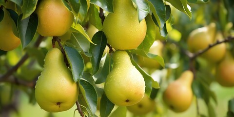 pears that are still on the tree are ready to be harvested in the pear plantation