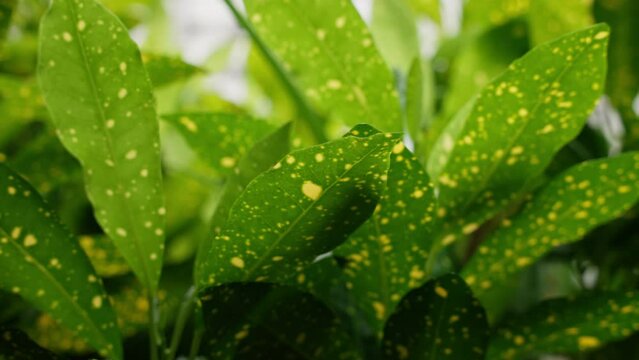 Striking green leaf, adorned with distinct yellow spots. This unique pattern of color and texture creates a captivating visual, emphasizing nature's intricate designs and the beauty of the plant world