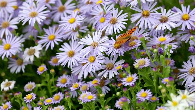 An orange butterfly sitting on a light purple flower - the flower is Aster yomena and the butterfly is Polygonia