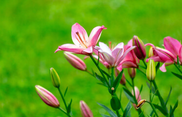 Fototapeta premium Beautiful pink flowers in the park