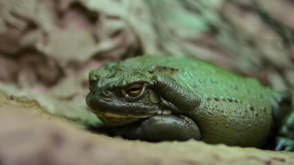 Large thick plump frog with big eyes rest quietly in zoo terrarium. Toad lies still with fixed gaze creating tranquil scene in enclosure, closeup