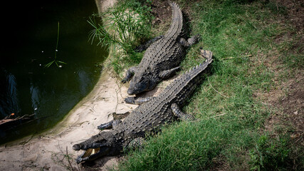 Fototapeta na wymiar alligator in the swamp