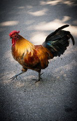 rooster in the farm