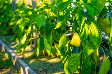 Yellow bell pepper growing in a home garden bed in the early morning, dawn rays of the sun. Growing...