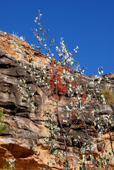 Flowering shrub of Wickham's grevillea (Grevillea wickhamii), Bungle Bungle range, Western Australia