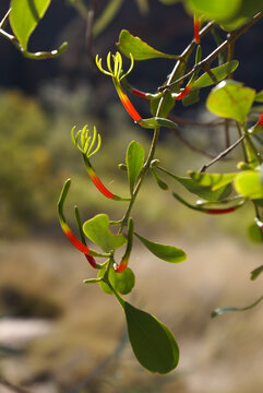 Flowers of the mistletoe Amyema thalassia, Bungle Bungle range (Purnululu), Western Australia