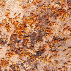 Yellow ants on the ground. Close-up